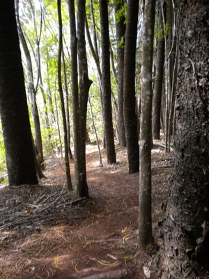 Trail Shot