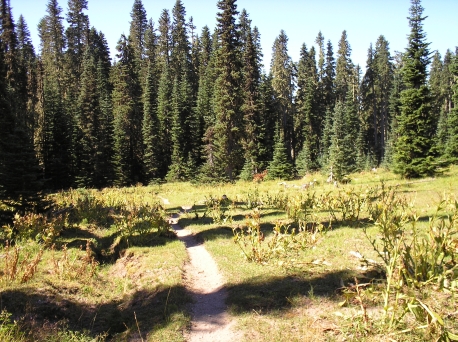 Mountain Biking through an open meadow on Craggy Peak trail #3