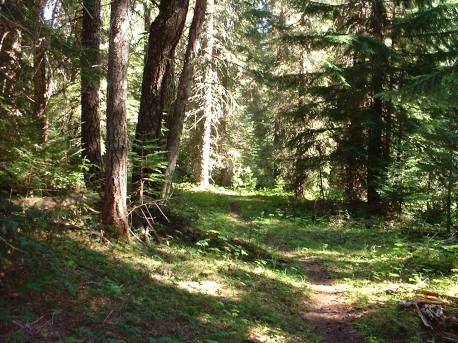 Small Clearing Along Single Track on Trail 148