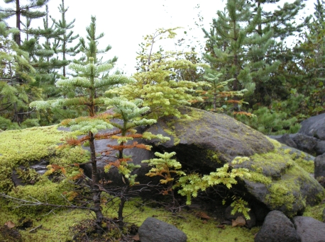 Toutle Trail No238 at the Dry Creek Crossing