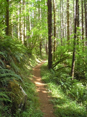 Click for lightbox display of pictures from the Wilson River Trail