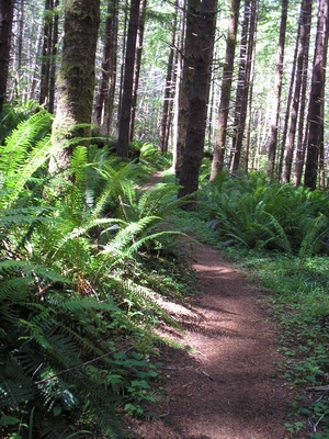 Click for lightbox display of pictures from Kings Mountain Trail on the Wilson River