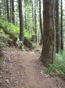 Nice flow on a section of Tarbell trail right before Grouse Vista