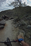 Desert vegetation